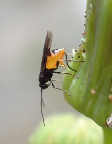 Braconinae